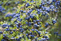 Blackthorn, Prunus spinosa, Abundant purple sloe berries growing on a shrub in the autumn in the New Forest.