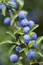 Blackthorn, Prunus spinosa, Abundant purple sloe berries growing on a shrub in the autumn in the New Forest.