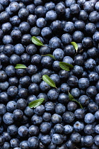 Blackthorn, Prunus spinosa, Abundant harvest of purple sloe berries and a few leaves from the shrub in the autumn.