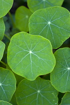 Nasturtium, Tropaeolum majus, close up of green leaves showing the veins.