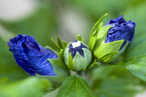 Rose mallow, Hibiscus syriacus 'Blue Bird', purple blue buds opening among green leaves on a shrub.