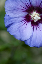 Rose mallow, Hibiscus syriacus 'Blue Bird', single purple blue flower growing on a shrub against a green background.