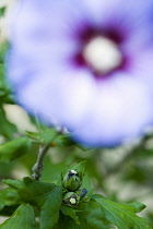 Rose mallow, Hibiscus syriacus 'Blue Bird', purple blue flower and buds growing on a shrub against a green background.
