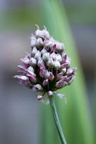 Ornamental onion, Allium, single purple flower on a stem isolated in shallow focus against green leaves.