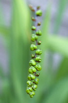 Montbretia, Crocosmia 'Lucifer', Green seed pods isolated in shallow focus.