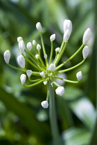 African lily, Agapanthus, white flowers emerging on an umbel shaped flowerhead against a green background.