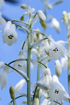 Summer hyacinth, Galtonia candicans, Pendulous white flowers growing on a plant outdoors against a blue sky.