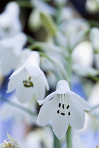 Summer hyacinth, Galtonia candicans, Pendulous white flowers growing on a plant outdoors.