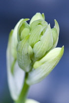 Summer hyacinth, Galtonia candicans, emerging flowers on a single stem.