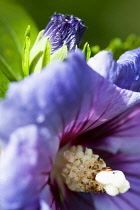Rose mallow, Hibiscus syriacus 'Blue Bird', purple blue flower and bud growing on a shrub against a green background.
