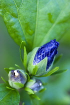 Rose mallow, Hibiscus syriacus 'Blue Bird', purple blue buds opening among green leaves on a shrub.