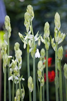 Summer hyacinth, Galtonia candicans, long green upright stems with emerging pendulous white flowers.