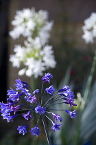 African lily, Agapanthus, purple flowers emerging on an umbel shaped flowerhead.