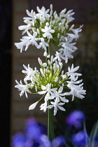 African lily, Agapanthus, white flowers emerging on an umbel shaped flowerhead.