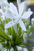 African lily, Agapanthus, white flowers emerging on an umbel shaped flowerhead against a green background.