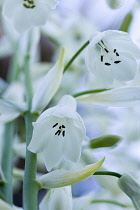 Summer hyacinth, Galtonia candicans, Pendulous white flowers growing on a plant outdoors.