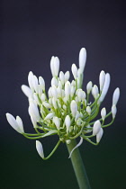 African lily, Agapanthus, white flowers emerging on an umbel shaped flowerhead against a dark background.