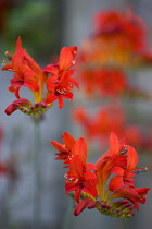 Montbretia, Crocosmia 'Lucifer', branched spike with emerging showy funnel-shaped red flowers isolated in shallow focus against a green and grey background.