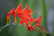 Montbretia, Crocosmia 'Lucifer', branched spike with emerging showy funnel-shaped red flowers isolated in shallow focus against a green and grey background.