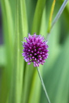 Ornamental onion, Allium, single purple spherical flower on a stem isolated in shallow focus against green leaves.