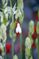 Summer hyacinth, Galtonia candicans, long green upright stems with emerging pendulous white flowers.