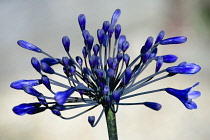 African lily, Agapanthus, purple flowers emerging on an umbel shaped flowerhead.