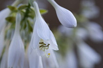 Plantain lily, Hosta, white pendulous flowers growing on a plant against a green background.