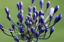 African lily, Agapanthus, purple flowers emerging on an umbel shaped flowerhead against a green background.