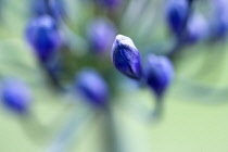 African lily, Agapanthus, purple flowers in shallow focus emerging on an umbel shaped flowerhead against a green background.