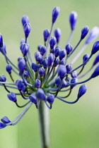 African lily, Agapanthus, purple flowers emerging on an umbel shaped flowerhead against a green background.