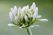 African lily, Agapanthus, white flowers emerging on an umbel shaped flowerhead against a green background.