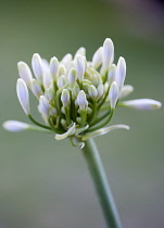 African lily, Agapanthus, white flowers emerging on an umbel shaped flowerhead against a green background.