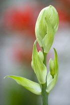 Summer hyacinth, Galtonia candicans, green upright stem with flowers emerging from green buds.