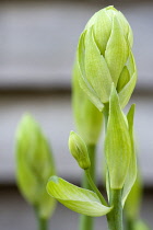 Summer hyacinth, Galtonia candicans, green upright stems with flowers emerging from green buds.