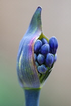 African lily, Agapanthus, purple flowers emerging on a flowerhead against a green background.