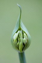 African lily, Agapanthus, white flowers emerging on a flowerhead against a green background.