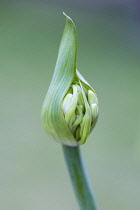 African lily, Agapanthus, white flowers emerging on a flowerhead against a green background.