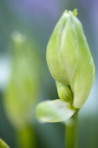 Summer hyacinth, Galtonia candicans, green upright stem with flowers emerging from green buds.