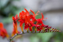 Montbretia, Crocosmia 'Lucifer', branched spike with emerging showy funnel-shaped red flowers isolated in shallow focus against a green and grey background.