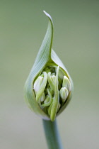 African lily, Agapanthus, white flowers emerging on a flowerhead against a green background.