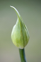 African lily, Agapanthus, a flower bud against a green background.