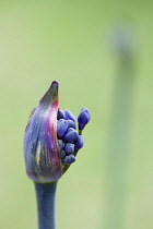 African lily, Agapanthus, purple flowers emerging on a flowerhead against a green background.