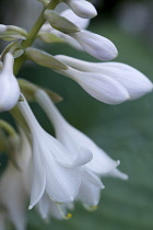 Plantain lily, Hosta, white pendulous flowers growing on a plant against a green background.