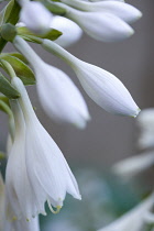 Plantain lily, Hosta, white pendulous flowers growing on a plant against a green background.