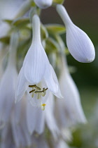 Plantain lily, Hosta, white pendulous flowers growing on a plant against a green background.