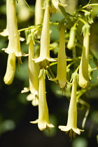 Cape cowslip, Phygelius 'Funfair Yellow', pendulous tubular flowers growing on a plant outdoors.