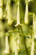 Cape cowslip, Phygelius 'Funfair Yellow', pendulous tubular flowers growing on a plant outdoors.