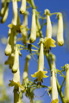 Cape cowslip, Phygelius 'Funfair Yellow', pendulous tubular flowers growing on a plant outdoors against a blue sky.