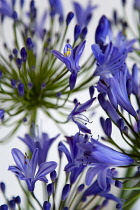 African lily, Agapanthus, purple flowers on an umbel shaped flowerhead against a white background.