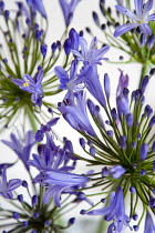 African lily, Agapanthus, purple flowers on an umbel shaped flowerhead against a white background.